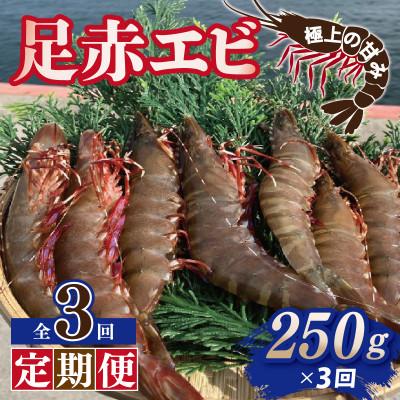 ふるさと納税 泉佐野市 【毎月定期便】足赤エビ250g×全3回　計750g【天然　生食可】全3回