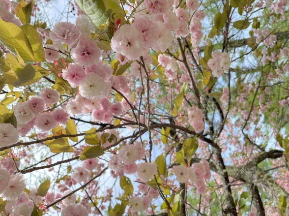 高遠の桜で作ったジェラート 桜ソルト 3個、ミルク3個 合計130ml×6個 |ジェラート アイス おやつ あまい 冷たい 高遠 桜 ソルト ミルク フレーバー 長野県 伊那市 信州産 冷凍便 ふるさ