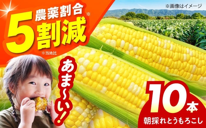 
            朝のTV番組で紹介された！朝採れとうもろこし 10本セット トウモロコシ コーン 野菜 やさい 新鮮 極甘 大阪府高槻市/ベジ彩ファーム [AOEJ008]
          