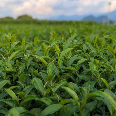 ふるさと納税 美里町 熊本県美里町産【JAS有機認証】生姜紅茶(2gティーバッグ 20袋)2個 |  | 03