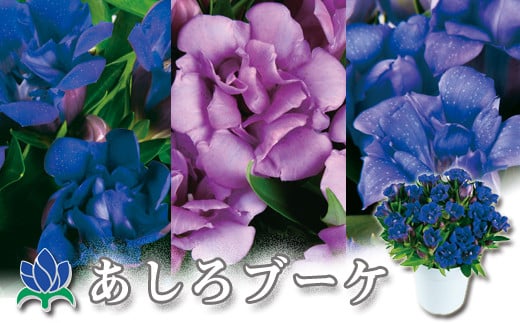 リンドウ鉢物「あしろブーケ」 ／ りんどう 竜胆 花 安代リンドウ開発