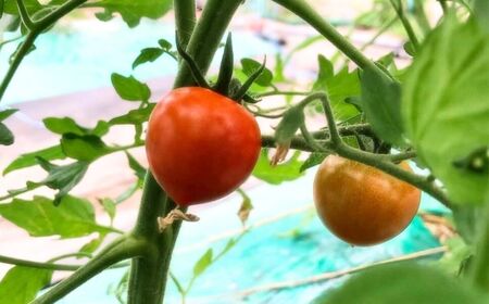 有機栽培ミニトマト 900g 6月～順次配送 ミニトマト