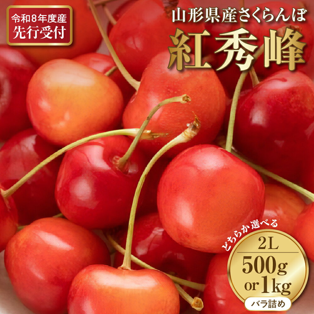 【ふるさと納税】【先行予約】令和8年産 さくらんぼ 紅秀峰 秀2L 選べる内容量 : 1kg / 500g 秀品 2Lサイズ 山形県河北町産【晴天畑】 贈答 ギフト サクランボ フルーツ 果物 送料無料 山形県 河北町