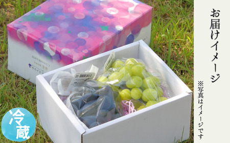 【2026年先行予約】シャインマスカット お中元 加湿ハウス栽培 最上級品 2房 ｜ シャインマスカット