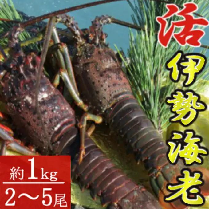 活き 伊勢海老 2～5尾 1kg 伊勢海老