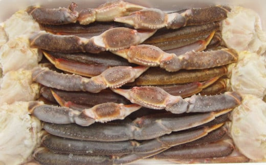 生ずわい蟹 5Lサイズ 約3kg（6～8肩）｜年内発送 年末発送  蟹 かに カニ ずわい蟹 ズワイ 鍋 蒸し蟹 大阪府 阪南市