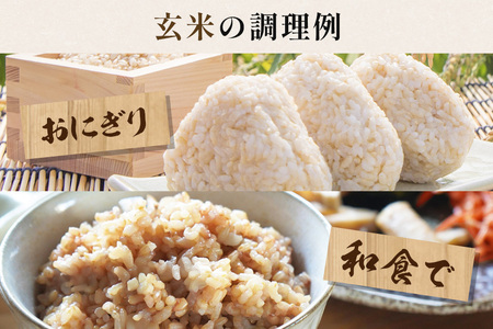 玄米 10kg 真空パック（5kg×2P) A17-013