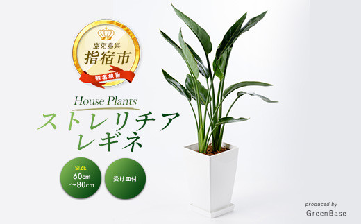 【観葉植物】ストレリチア・レギネ(極楽鳥花)60cm～80cm(Green Base/018-1426) 南国鹿児島県で育った 観葉植物！植物 鉢付 インテリア 室内 オフィス おしゃれ プレゼント ギフト 開店祝い 移転祝い マイナスイオン【配送不可地域：北海道・沖縄県・離島】