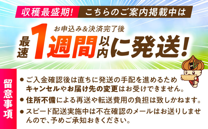 【スピード配送】いちごさん 240g×4パック 【8/12ICHIGOFARM】 [IBR006]