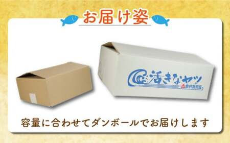 カットヤリイカ 約1.2kg いか いか いか いか いか 大一奈村魚問屋