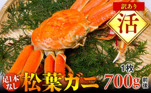 【活】足1本なし訳あり松葉ガニ　中1枚（700g前後）【着日指定不可】※2026年11月上旬～2027年3月下旬頃に順次発送予定《かに カニ 蟹》【蟹 かに 松葉ガニ 松葉蟹 鳥取県産 国産 松葉ガニ 北栄町 おすすめ 人気】