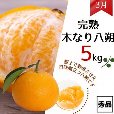 ふるさと納税 日高町 【発送月固定定期便】和歌山からの贈り物　農園直送　季節の柑橘定期便(贈答用)　各5kg全3回 |  | 03