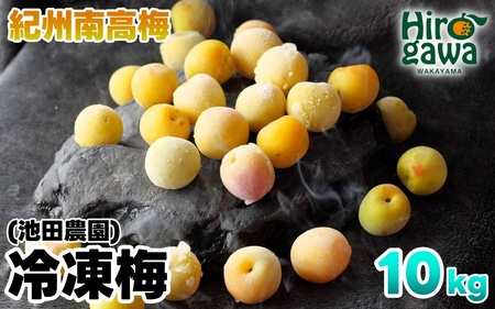 冷凍 梅 10kg 家庭用 / 南高梅 訳あり 黄梅 完熟梅 梅ジュース 梅酒 和歌山 ※7月上旬より翌年3月末まで順次発送 ※北海道・沖縄・離島への配送不可 【ikd510-c-10B】