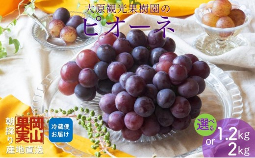 
                  ＜選べる容量＞【2026年先行予約】［大原観光果樹園］ピオーネ2房（約1.2kg）　or　3～4房（約2kg）
                