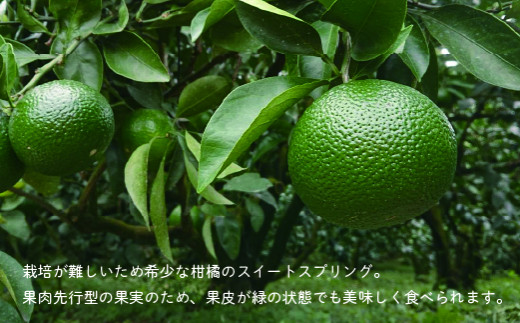 【先行予約】希少柑橘「スイートスプリング」5kg [化粧箱] 果物 フルーツ くだもの 柑橘 オレンジ みかんジュース おすすめ ギフト 贈り物 贈答 プレゼント おすそ分け おやつ スイーツ デザー