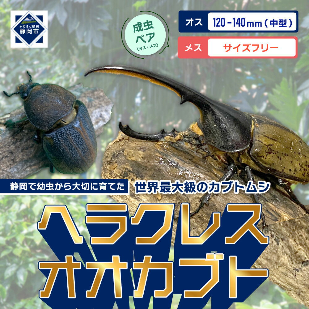 【ふるさと納税】（ペア）ヘラクレスオオカブト中型オス（120-140mm）&メス（サイズフリー）【配送不可：北海道・沖縄・離島（一部除く】 | カブトムシ カブト虫 ヘラクレスオオカブト 昆虫 おすすめ 送料無料 人気