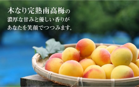 百笑 梅酒 3本 /お百笑さん [UAZ005] 梅酒