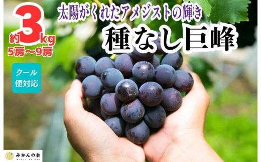 
                  巨峰 種なし 有田巨峰村の巨峰 3kg( 5房 ～ 9房 ) 和歌山県産 【みかんの会】
                
