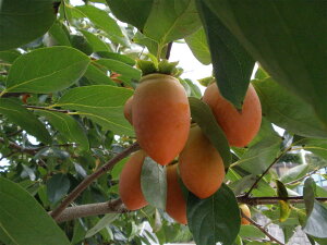 幸田町特産「筆柿」3kg 化粧箱入り ※9月下旬頃～10月中旬頃に順次発送予定※ 柿 かき フルーツ 果物 ギフト