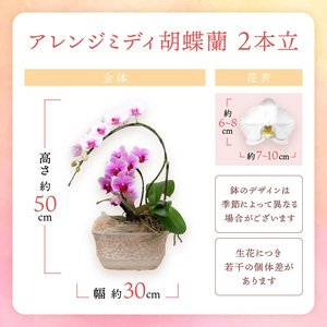 アレンジミディ胡蝶蘭 2本立【配送不可地域：北海道・沖縄・離島】【008C-008】