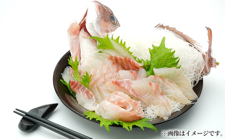 真鯛 1尾分 (1.3kg～1.5kg) 半身 アラ付 真鯛 刺身用