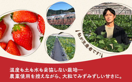 ≪先行予約！≫ 章姫 訳ありいちご 計1kg ( 約250g × 4 ) いちご イチゴ 苺 豊橋 規格外