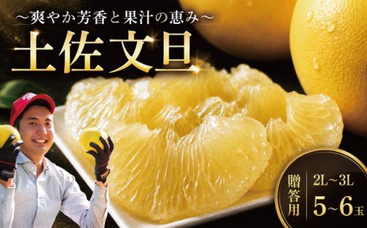 先行予約 文旦 贈答用 2L～3L 5～6玉 土佐文旦 文旦贈答用 先行予約 柑橘類 柑橘 フルーツ 文旦 数量限定 期間限定 みかん 蜜柑 ぶんたん ブンタン 文旦 分担 高級 国産 文旦 冬 春 旬 果物 果物類 新鮮 文旦 お裾分け ギフト 贈答 冬ギフト デザート 柑橘 文旦 農家直送 産地直送 送料無料 大玉 小玉 文旦高知 大北果樹園 高知県 安芸市 【2027年2月上旬～発送】