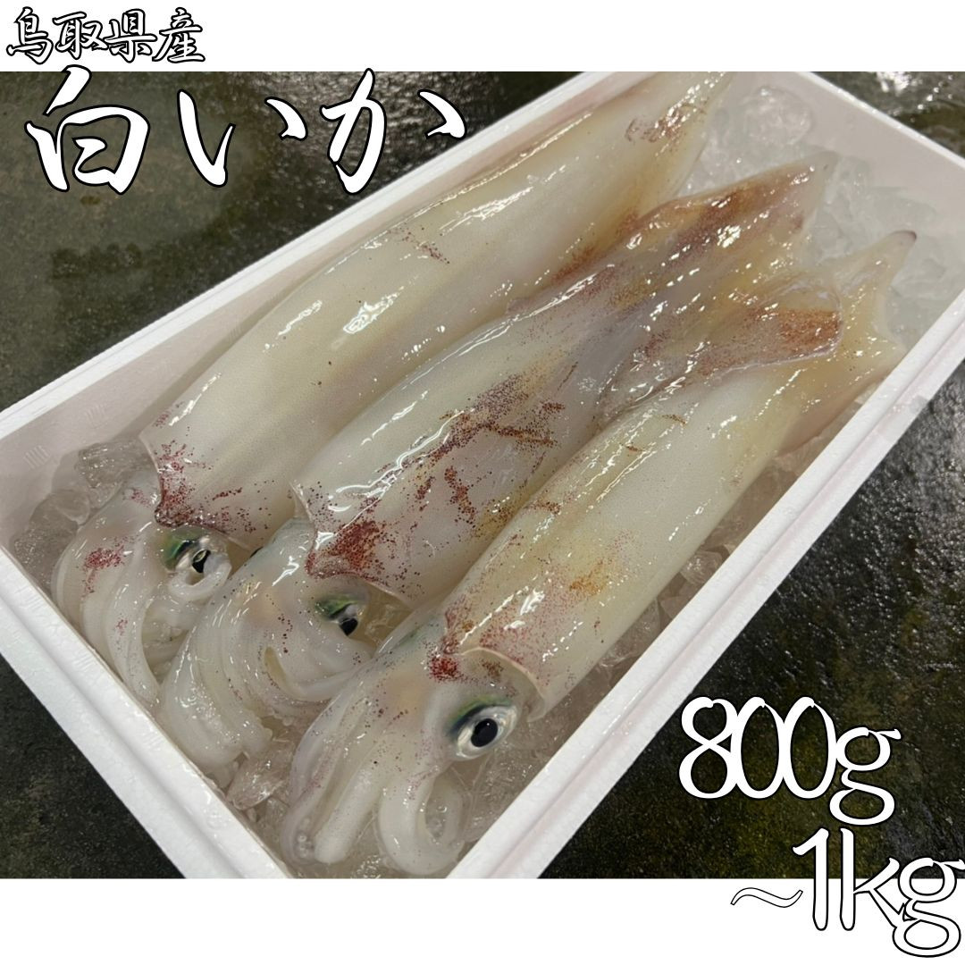 
                  62M.鳥取県産白いか 800g～1kg
                