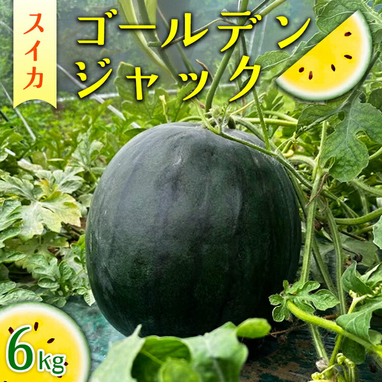 【ふるさと納税】2026年産 スイカ ゴールデンジャック 6kg ｜茨城県産 産地直送 甘い あまい 種なし ※2026年6月～発送