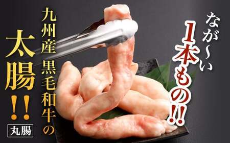 極太 ホルモン 1本 もつ鍋 太腸編 1kg入り 新鮮 ホルモン モツ もつ 牛モツ 牛もつ ぷりぷり 黒毛和牛 丸腸 真空パック もつ鍋 鍋 セット スープ 旨味 あっさり うどん麺 ちゃんぽん麺 