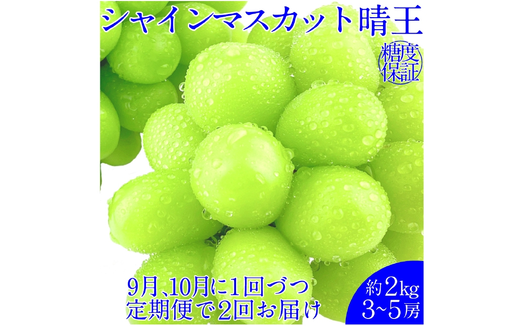 
            【2回定期便】シャインマスカット 晴王 約2kg（3～5房） ２回 定期便  9月・10月に1回ずつ発送 岡山県産 種無し 皮ごと食べる みずみずしい 甘い フレッシュ【2026年9月上旬発送開始】【岡山県産 種無し 皮ごと食べる みずみずしい 甘い フレッシュ 9月～10月発送 晴れの国 おかやま ぶどう 葡萄 マスカット 果物大国 彩美菜果 岡山県 倉敷市 おすすめ 人気】
          