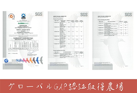 J8-7MN051【越の金翔米】新潟県長岡産コシヒカリ無洗米5kg(特別栽培米)