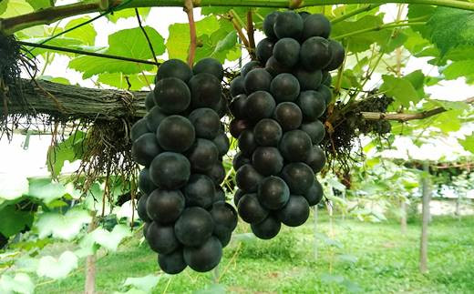 ぶどうジュース 3種飲み比べ 500ml×3本セット 【751】