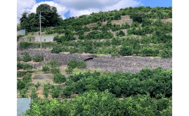 【数量限定】有田みかん青秀　約10kg（SもしくはМサイズ）※サイズ指定不可 CC07_イメージ4