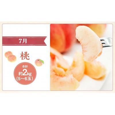 ふるさと納税 中央市 【発送月固定定期便】山梨県産 フルーツ【桃&シャインマスカット&キウイフルーツ】全3回 |  | 01