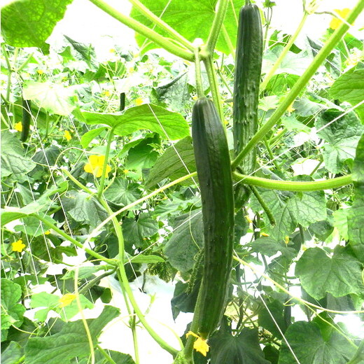 美浜町産　松きゅうり◇※2025年11月上旬～2026年6月下旬頃に順次発送予定
