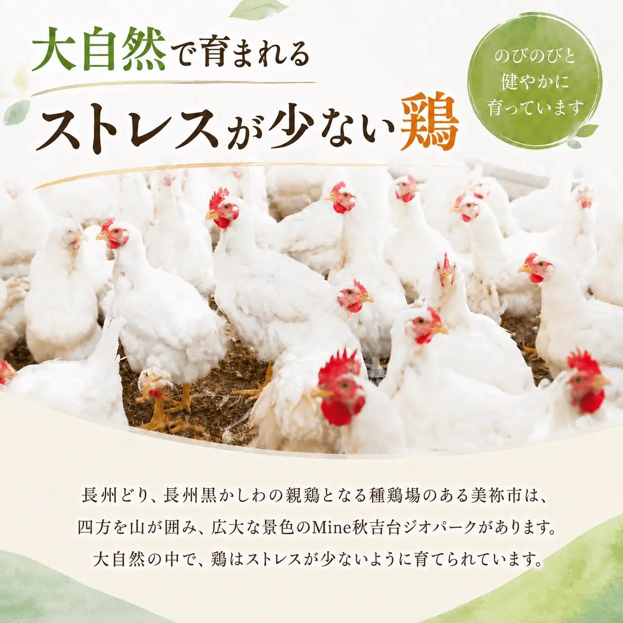 【定期便6回】長州どり もも 切り身 合計1.8kg (300g×6パック)