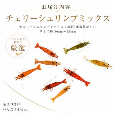 ふるさと納税 指宿市 【温水育ち】チェリーシュリンプ(赤・オレンジ・茶・透明等)25匹(IB148-005) |  | 01