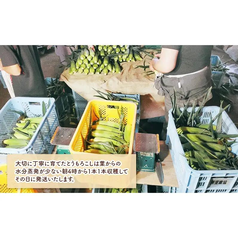 北海道 幕別町産 中山農園 朝どれ とうもろこし 3種 10本 （1本350g以上） [ 北海道産 スイートコーン 野菜  十勝 幕別 新鮮 テレビで紹介 ]