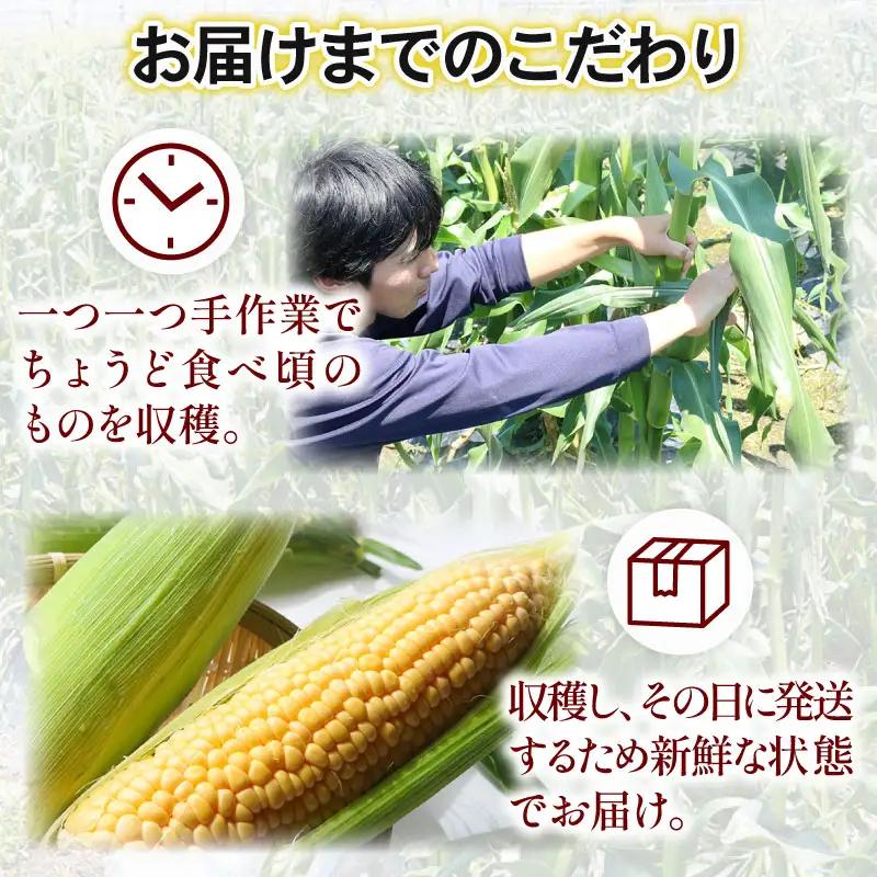 【先行予約】訳あり スイートコーン ゴールドラッシュ 10本 朝採れ コーン HY023
