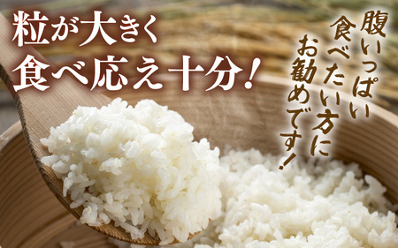 【先行予約】【令和7年産】定期便 ≪3ヶ月連続お届け≫ 化学肥料不使用 特別栽培米 てんこもり 精米 5kg × 3回（合計15kg） / 白米 米 福井県あわら市産 美味しい 特別栽培米 減農薬 安