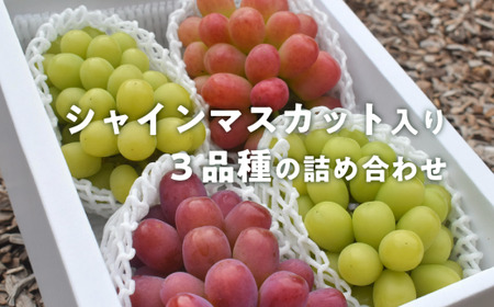 【2026年先行予約】ぶどう３品種詰め合わせ（シャインマスカット入り）3-5房入/計2.4kg~ (岡山県産) 食べ比べ 【KF-B032-02】