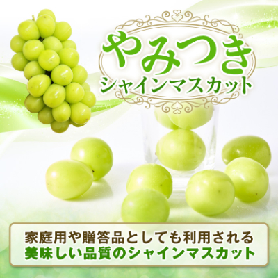 【2026年発送　先行受付】やみつきシャインマスカット 1.2kg (2～3房)【配送不可地域：離島】