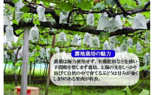 ＜みよばあちゃんのぶどう畑直送！＞ 先行予約 8月中旬～9月上旬順次発送【露地栽培の巨峰 約1kg(3～4房)】 [M27-3] 葡萄 ブドウ 果物 くだもの マスカット フルーツ 新鮮 九州 福岡 