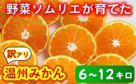 【訳あり・規格外品】野菜ソムリエ石児さんの「温州みかん 約10kg」＜05-A0082＞