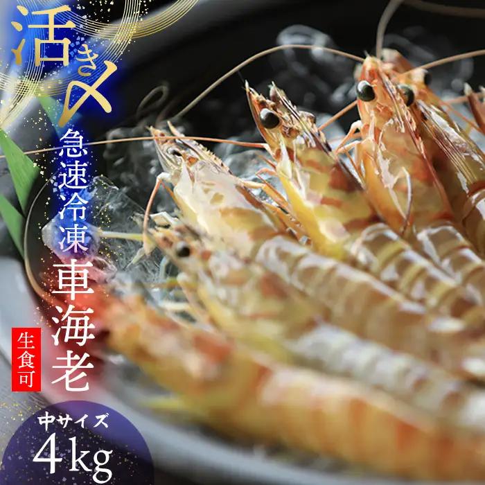 車海老【久米総合開発】活き〆急速冷凍 久米島ブランド車海老 中サイズ 4kg  車えび 海鮮