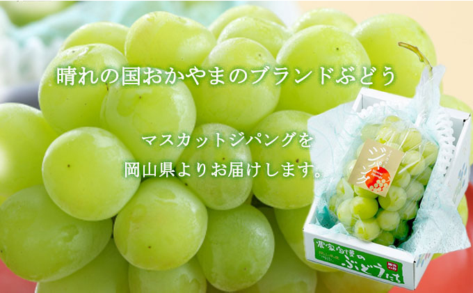 ぶどう 2024年 先行予約 マスカット ジパング 約800g×1房 ブドウ 葡萄  岡山県産 国産 フルーツ 果物 ギフト