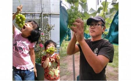 ぶどう 2024年 先行予約 旬のぶどう食べ比べセット 約1.8kg 3～5房 減農薬／ハウス栽培 ブドウ 葡萄  岡山県産 国産 フルーツ 果物 ギフト ばんの農園 [No.5220-0484]