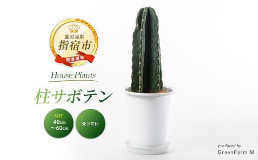 2026年3月上旬～発送【観葉植物】柱サボテン40cm～60cm(Green Farm M/016-1509) 観葉植物 植物 鉢付 インテリア 室内 オフィス おしゃれ プレゼント ギフト 開店祝い 移転祝い マイナスイオン【配送不可地域：北海道・沖縄県・離島】