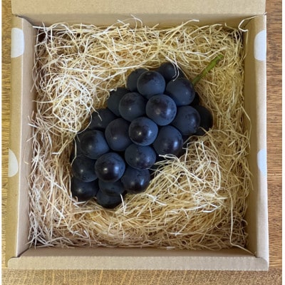 巨峰ぶどう(種なし) 1房 500グラム以上 産地直送 山梨県山梨市牧丘産【配送不可地域：離島・沖縄県】